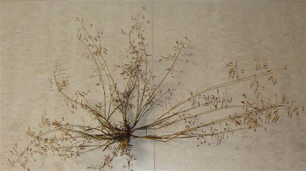 Eragrostis minor